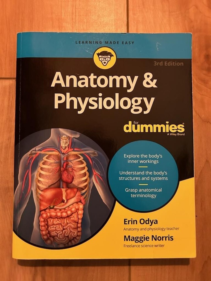 Human Anatomy Skeleton Study Bones Model Medical eBay