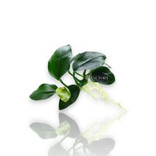 Anubias Nana Fatty Thick Leaf