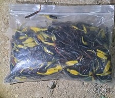 Lot Of Hundreds 3/4"grubs-crappie-panfish-soft fishing minnow jigs-lure-stingers