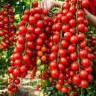 ?150+ SUPER SWEET CHERRY TOMATO SEEDS | ULTRA-SWEET HEIRLOOM NON-GMO FREE SHIP