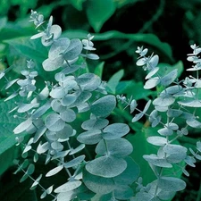 50+ Eucalyptus pulverulenta, Silver Dollar, Florist 'Baby Blue' |  Bonsai Seeds