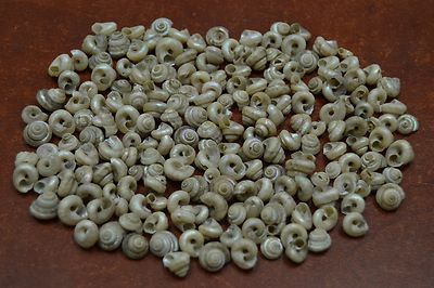 2000+ PCS WHITE TINY PEARL TROCHUS SEA SHELL BEACH DECOR CRAFT 2 POUNDS #7971
