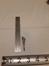 Shark, Whale,Megalodon Era Fossil tooth  VA Chesapecten Yorktown Bed