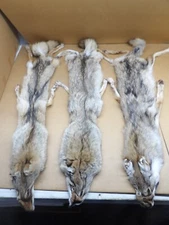 Tanned XL Semi-Heavy Coyote Hide #2 With Full Tail and all 4 feet /Furs