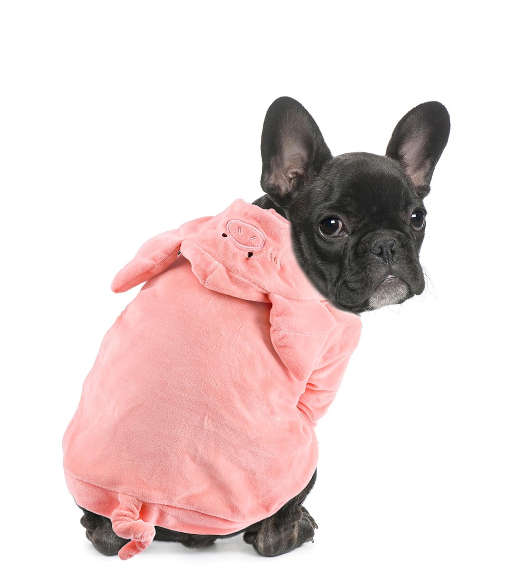 Dog Halloween Pig Costume Boston Terrier Adorable Pig Holiday