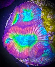SAF~ Rainbow Favia Frag, Live Coral “WYSIWYG” Frag Plug, Brain, Colony, LPS