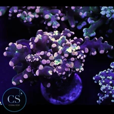 CS MIAMI HURRICANE FROGSPAWN - WYSIWYG LIVE CORAL