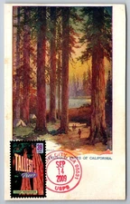 #4063 Wonders of America Tallest Trees Coast Redwoods Maxi Card