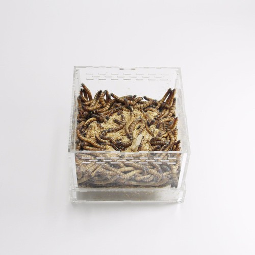 Live Mealworm Barley Pest Feeding Box Acrylic Yellow Mealworm Cage Transparent - Picture 3 of 6