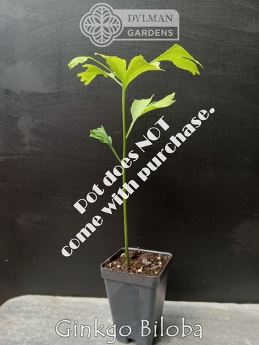 Ginkgo Biloba Tree - Live Plant 4 to 6 inches - Maidenhair Tree - Living Fossil - Picture 5 of 19