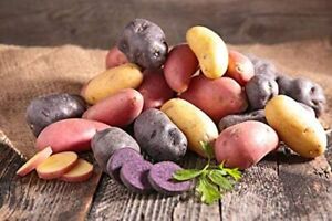 Simply Seed - 10 Piece - Fingerling Potato Seed Mix - Non GMO - Naturally Grown