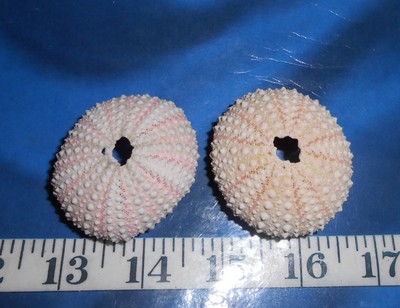 ~ Sea Urchin Shells ~ 2 ~ Pink & White ~ Shellcraft ~ Sailor's Valentines ~
