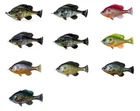 Savage Gear 4" Pulse Tail LB Bluegill Swimbait- Choice of Colors