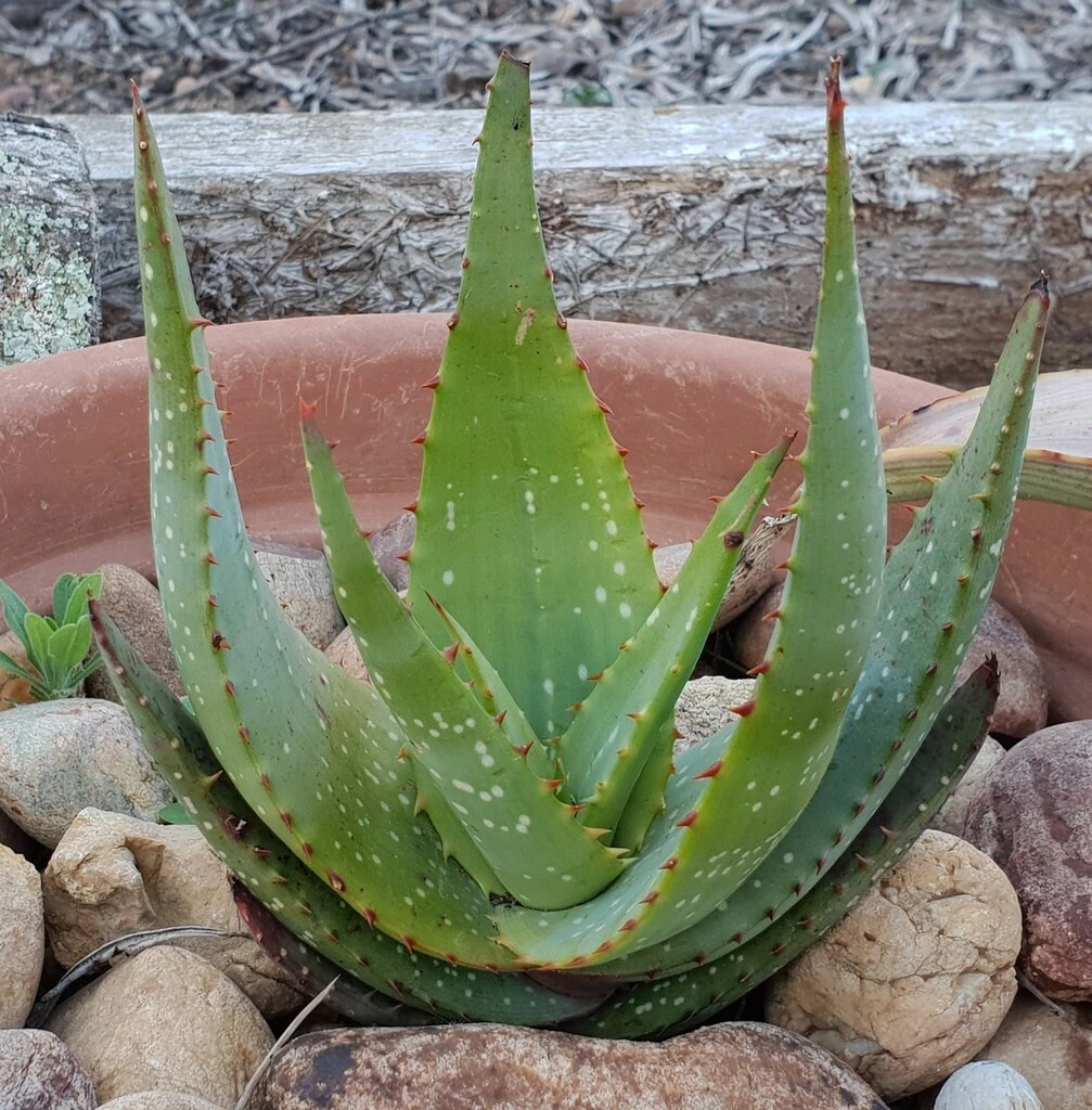 ALOE MICROSTIGMA - Red Cape Speckled Aloe Vera - 10 x Seeds | eBay