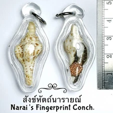 Narai's Fingerprint Conch. Thai Amulet, Lucky, Charm, Talisman.