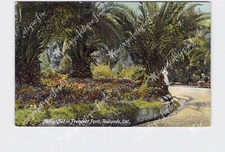 PPC Postcard CA California Redlands Pansy Bed In Prospect Park Scenic View