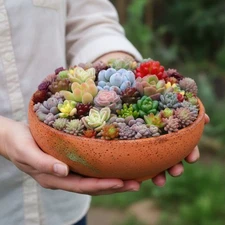 Rare Beautiful Mixed Succulents Seeds, 100pcs/pack