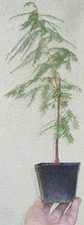 Taxodium Bald Cypress Pre Bonsai Dwarf Shohin