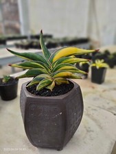 Sansevieria Rorida Variegated (kup 5 gratis 1) Mały rozmiar + gratis fitosanitarny