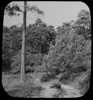 BOLE OF SCOTS PINE - TREE STUDY C1900 Magic Lantern Slide PHOTO