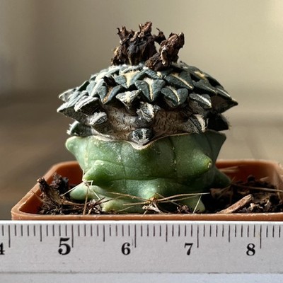 A33-1627 Cactus kotschoubeyanus, PP411, albiflorus, Tula, grafted
