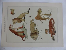 ROLPH Félins Art Nouveau Animal Studies Print (34059)