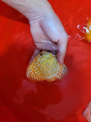 x2 Yellow Pigeon Discus 3.5 to 3.75   Fish Aquarium Overnight Shipping