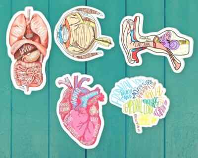 Anatomy Study Guide Stickers / Labeled Anatomy Stickers