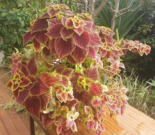 Coleus Fishnet Stockings Maroon Green x1 Cutting 10 - 15 cm Packaged with Roots