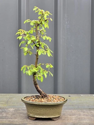 Chinese Elm Bonsai🍃 FREE EXPRESS POST 🍂 with the pot - image 1 of 4