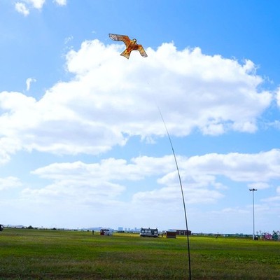 Hengda Kite Bird Hawk Flying Kite Without Pole for Crops Farm Protector Bird Sca