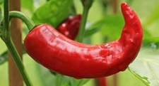 40 SEEDS PAPRIKA  PEPPER  FRESH SEEDS , MAKE YOUR FOOD TASTE GREAT