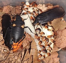 20 Ornate Velvet Roach Nymphs