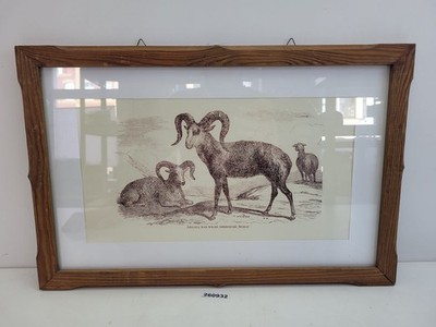 Kunstdruck im Rahmen ''Argali, das wilde sibirische Schaft'' Kunst Deko #260932