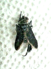 Tachinidae: Phasiinae: Trichopoda lanipes, A1. 