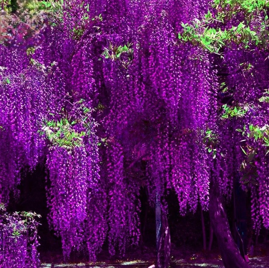 【あうん】Chocolate x Wisteria CHUXAY GARDEN 5 Seeds Dark Purple Chinese Wisteria Seed