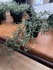 IKEA FEJKA Artificial potted plant, indoor/outdoor/bananas hanging, 3 ½ "