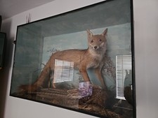 Antique Taxidermy Cased Red Fox and Pheasant. 