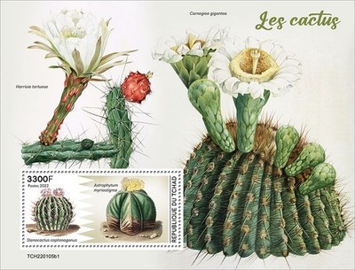 Cactus