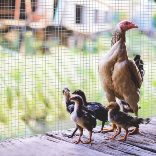 Hardware Cloth 1/4in 36in x 50ft, Galvanized Mesh Roll for Chicken Coops