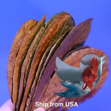 Indian Almond Catappa Leaves IAL Premium For Betta Shrimp Reptile - Large