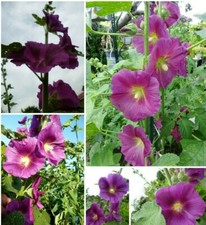 ***  EXOT Stockrose - Bauernrose Alcea rosea Malve  " L I L A "  -   SAMEN ***