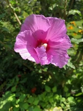 (2) Hardy Hybiscus Rose of Sharon live starter plants. Zones 5-9