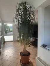 Elefantenfuß Pflanze, Großer Dicker Fuß