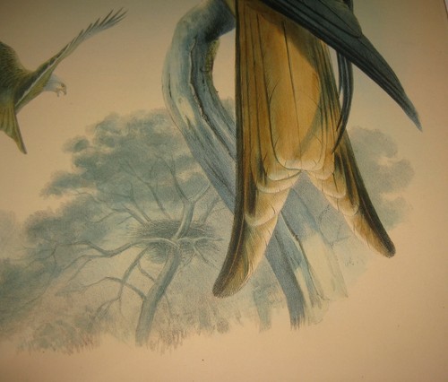 Litografía JOHN GOULD ""Milvus Regalus (Cometa o Plomo)"" - Aves de GRAN BRETAÑA - Imagen 8 de 10