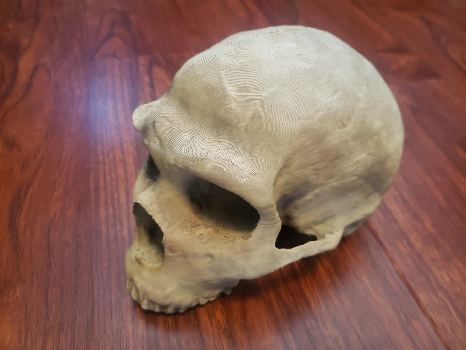 Neanderthal Skull Homo Neanderthalensus Realistic High Precision Replica - Image 3 of 4