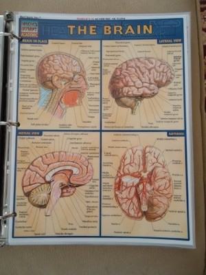 Brain (Quick Study Academic), Perez, Vincent
