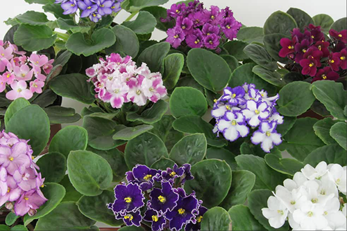 1 paquete de 200 semillas violetas africanas de color mixto flores de jardín Matthiola - Imagen 2 de 2