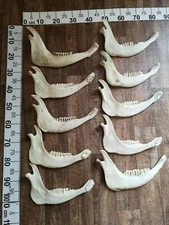 10xReal lower jaw half skull deer deer taxidermy