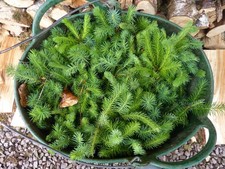 20 SPRUCE CHRISTMAS TREE SAPLINGS 10-20CM BARE ROOT PLANTS SENT Royal Mail